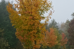 DSC_1154